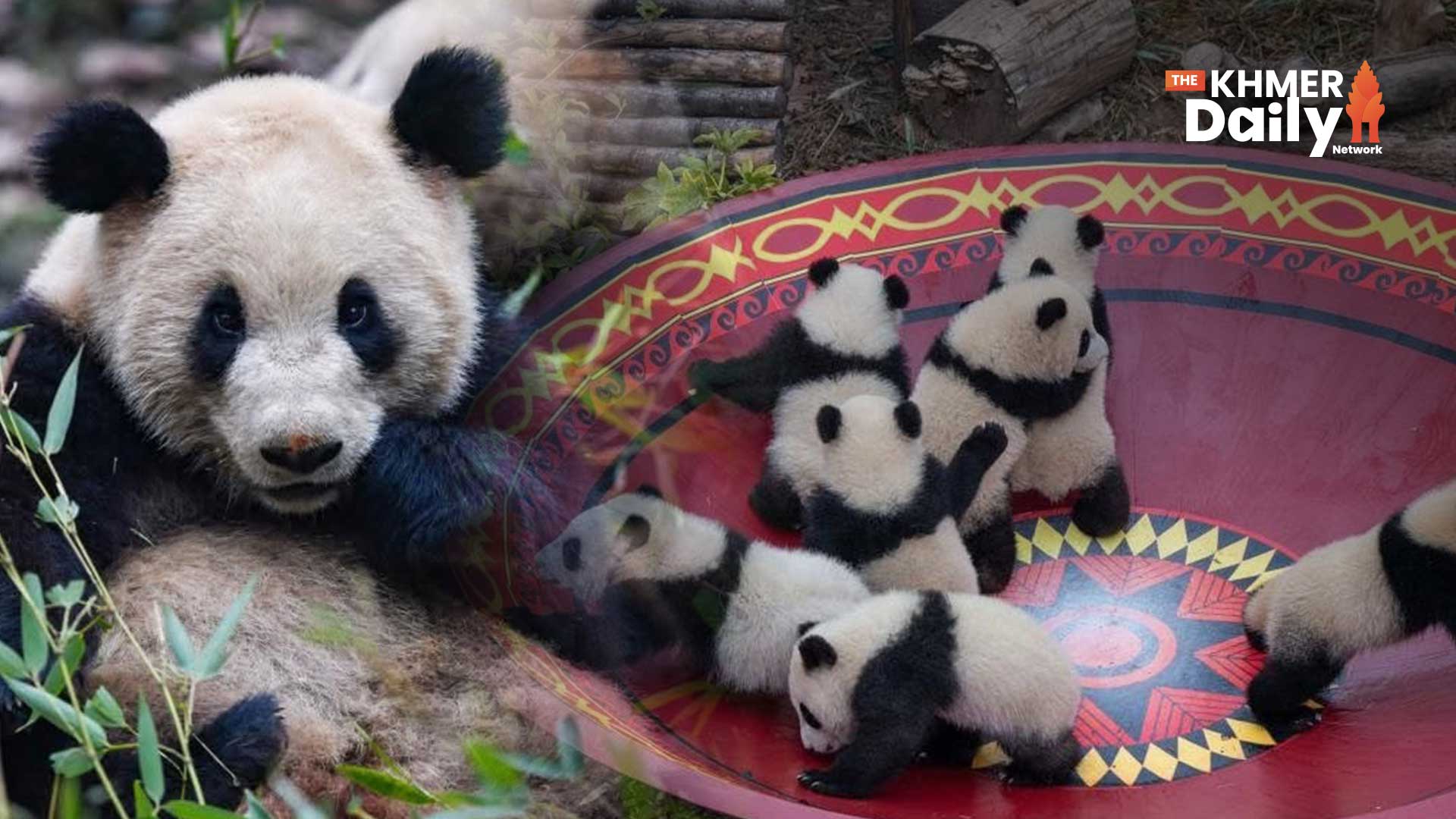 China Announces Giant Panda Population Recovery: Nearly 1,900 Wild Pandas Now Roaming