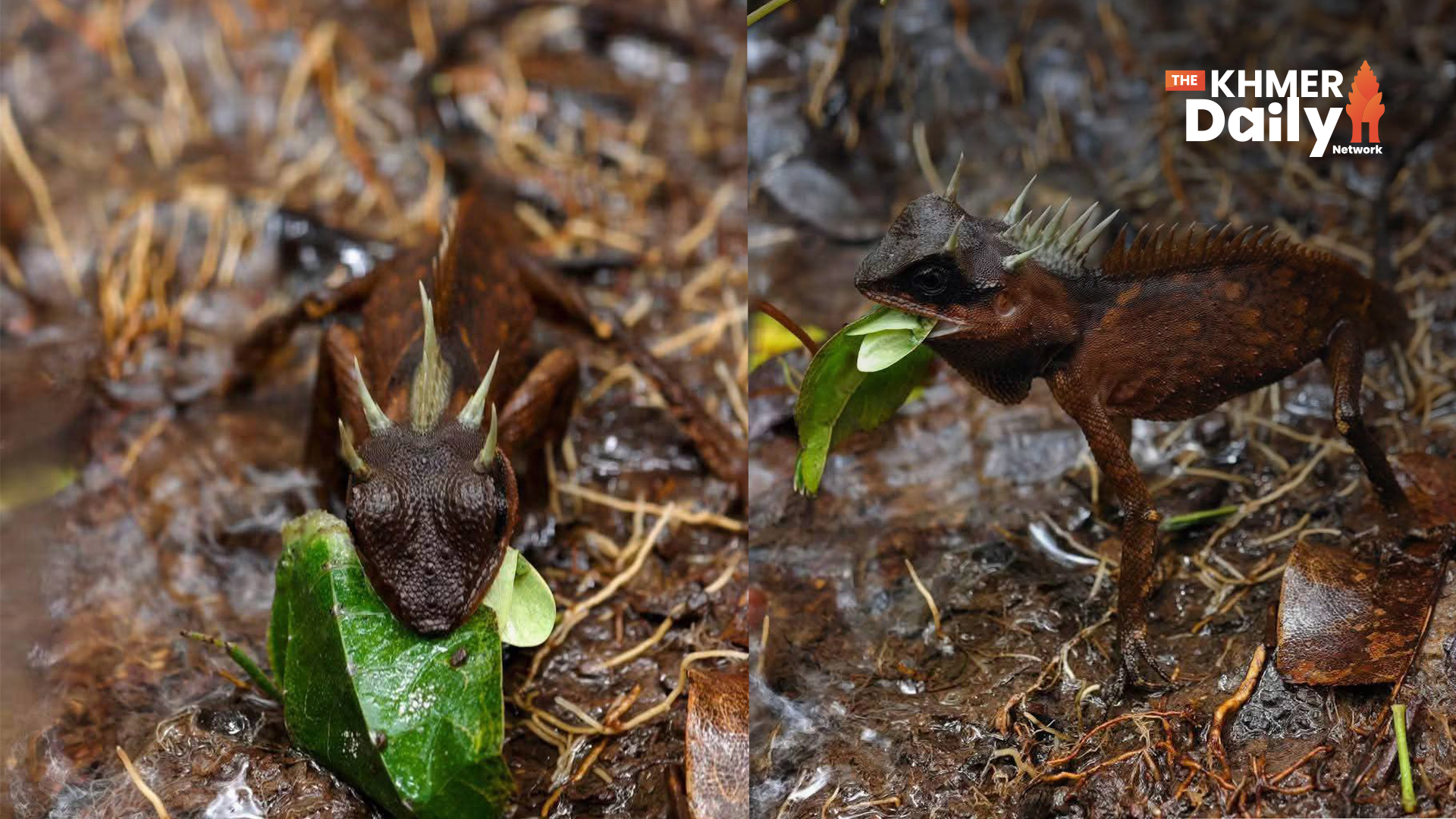 Rare Mountain Horned Dragon Spotted in Pursat's Protected Forest