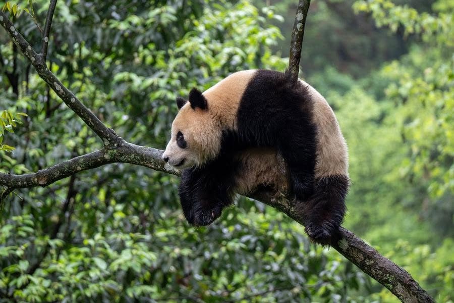 Photo Credit: People's Daily, China